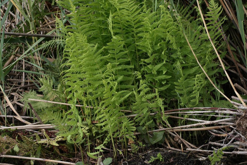 Thelypteris palustris / Felce palustre